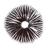 SPORE PRINT PSILOCYBE CUBENSIS GOLDEN TEACHER