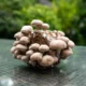 Shiitake Mushroom Grow Kit