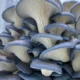 Blue Oyster Mushroom Grow Kit