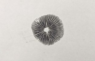 Spore Prints