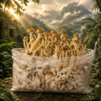 Ecuador Mushroom Grow Kit - Image 2