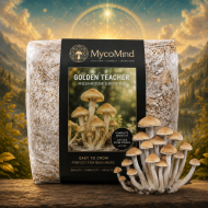 Golden Teacher Mushroom Grow Kit