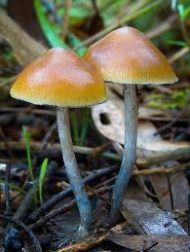 psilocybe Subaeruginosa Spore Syringe - Image 2