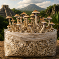 Mazatapec Mushroom Grow Kit - Image 2