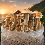 Z-Strain Mushroom Grow Kit - Image 2