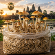 Cambodian Mushroom Grow Kit - Image 2